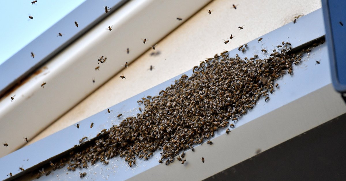 Bee Swarm In London Has Twitter Buzzing