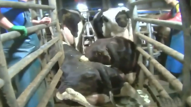 Chilliwack dairy farm pleads guilty to animal abuse