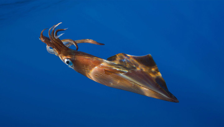 Giant squid Caught Near Ireland
