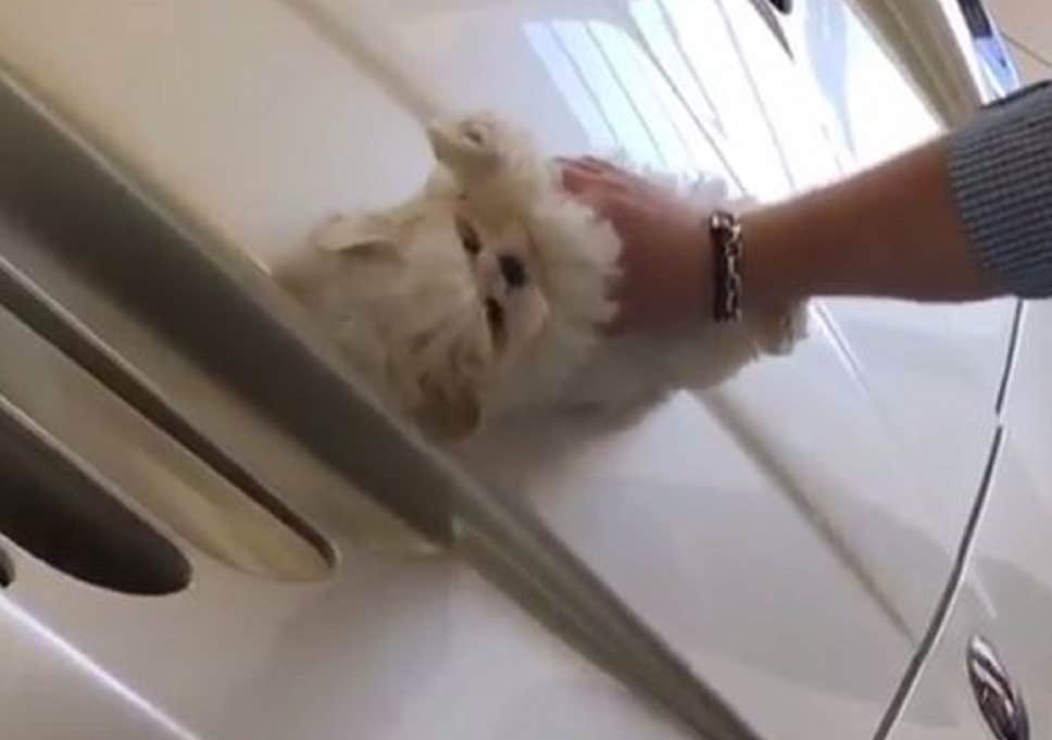 Maltese puppy used to clean supercar in London