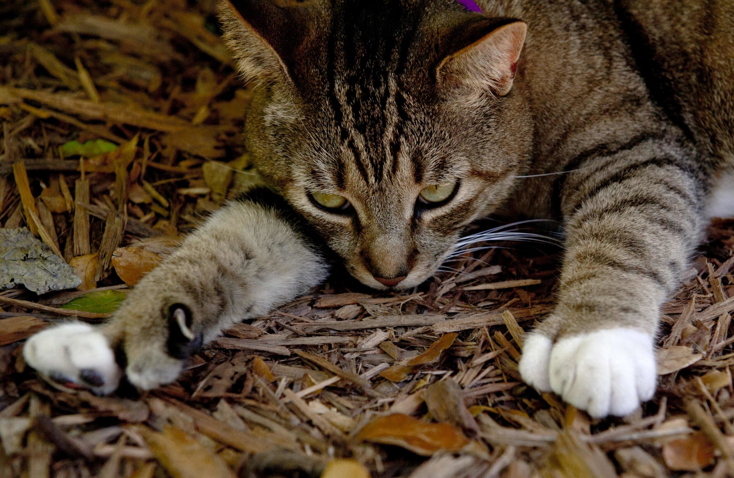 Hemingway's Six-Toed Cats Brave Out Hurricane Irma
