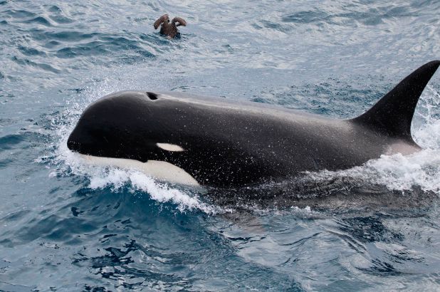 New Zealand Strange Sea Monster Actually Killer Whale Remains