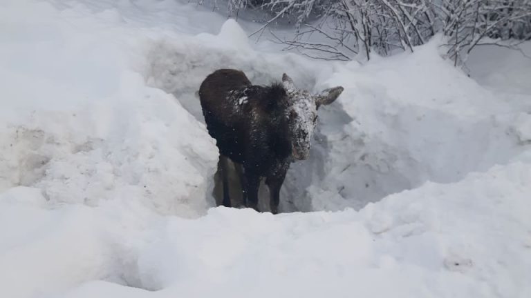 Baby Moose rescued by motorist in British Columbia