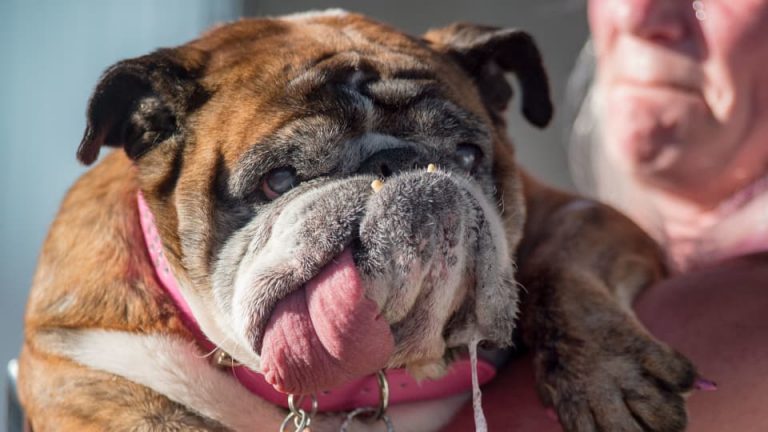 English bulldog Sza Sza crowned the ugliest dog in the world