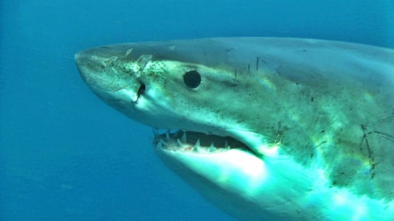 Man Attacked three times in four years by wild animals