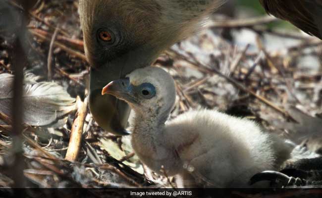 Same-Sex Vulture Couple Hatches Abandoned Egg